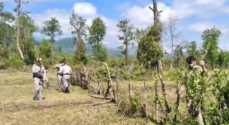 رفع تصرف ۴۲۶ هکتاری اراضی جنگلی گیلان